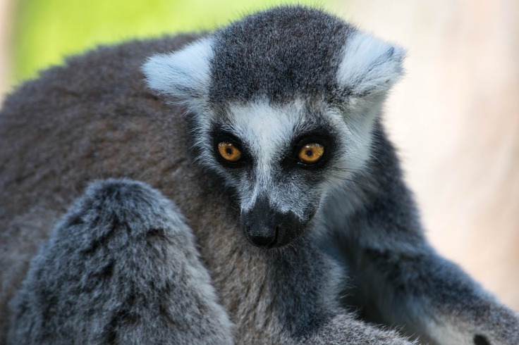 lemur-1693551_960_720